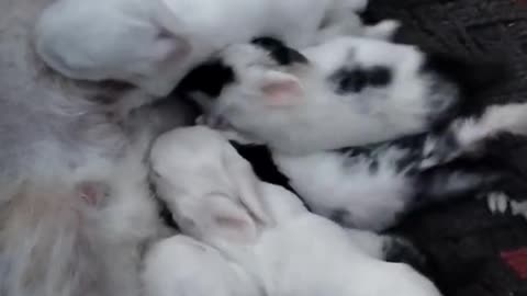 Baby animals