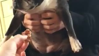 Black and white bulldog in owner's hands reaches for treat legs go out
