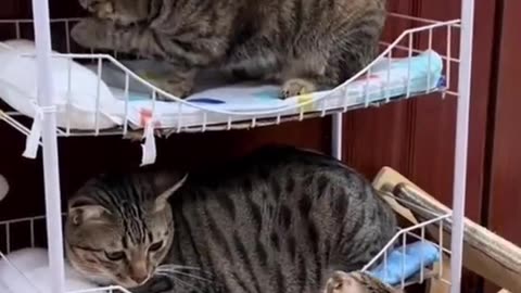 Cute cats video compilation 107