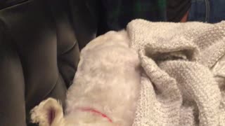 White dog is lying on a blanket on a couch next to her owner