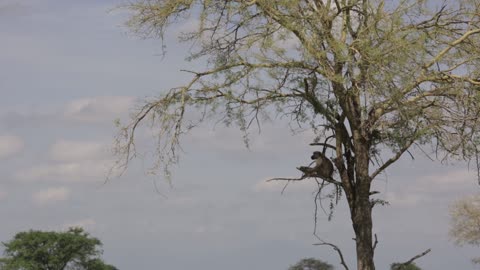 Funny monkey 🙈 sittings on tree 🌳 videos