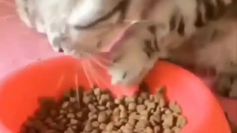 Hungry Cat