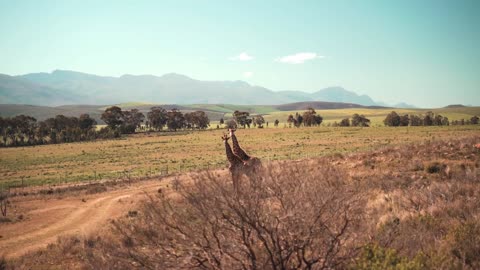 beautiful giraffes standing on grassfield