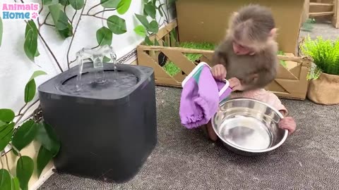 BiBi obedient helps dad with housework