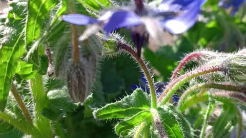 Borage officinale plant good plans for the healt