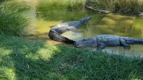 The motionless Crocodile