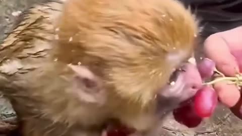 Monkey eat Grape