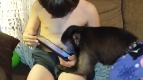 Capuchin monkey enjoys playing video game on tablet