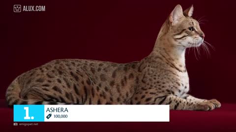 Top 10 Most Expensive and unique Breeds Cat In The World