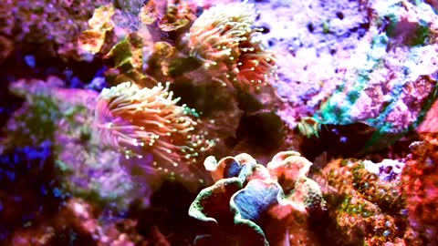 Multicolored coral shot with fish projections