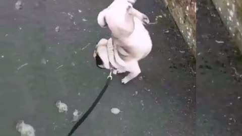 Funny bulldog pissing while walking on his front feet's