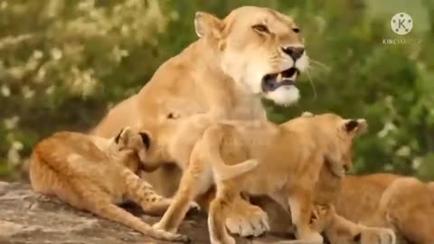 BEAUTIFUL LION VIDEOS !! CUTE LION BABY !! CUTE ANIMALS !!!