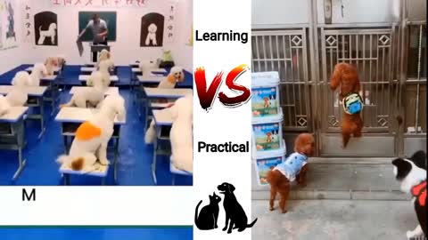 School learning for kids Animals |Funny Animal| funcover,2022