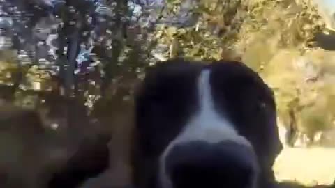 dog stole a gopro