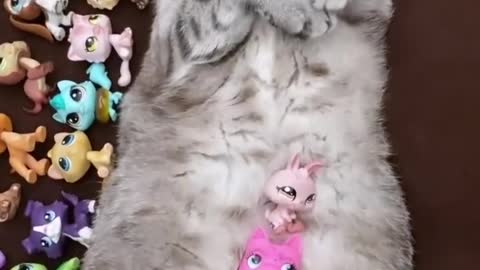 How many (LPS) in this | cat video 🐱