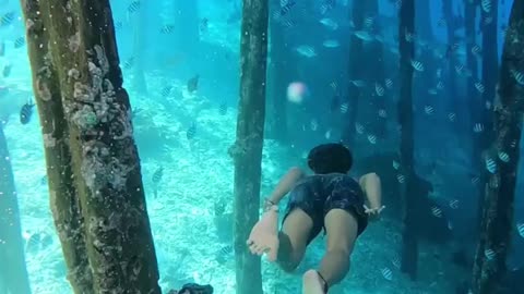 Swimming with fish