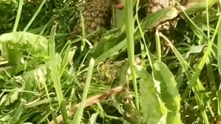 Pet tortoise comes out of hibernation to eat his greens