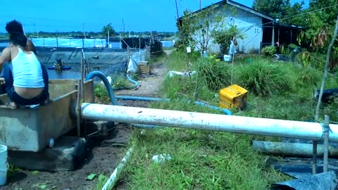 the process of harvesting vaname shrimp in ponds