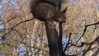 squirrel in a city park with a nut