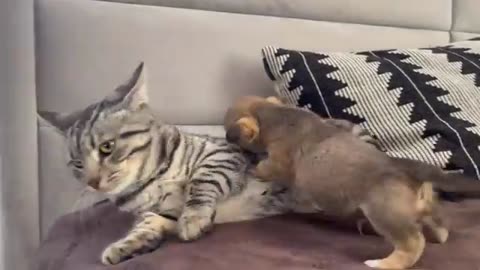 Funny puppies playing with cute cat !!!!!