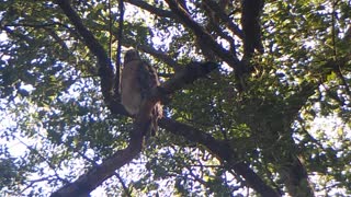 Red-Shouldered Hawk, Squirrels, Crows & Cats...together!