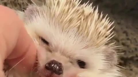 Hedgehog's small cheek