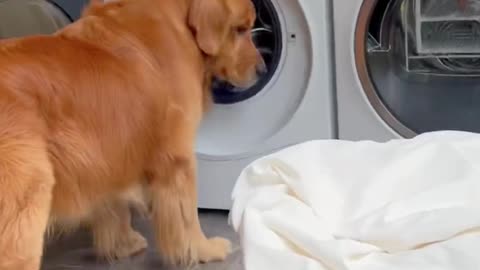 Dogs can wash clothes with children