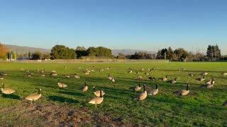 Fearless wild geese are grazing near me