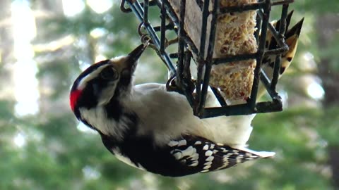 Downy Woodpecker