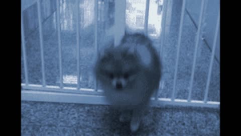 Gif video of ghost dog