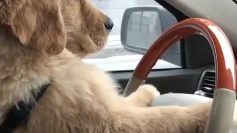 Dog's driving