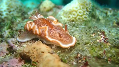 (Glossodoris rufomarginata) Caramel Nudibranch