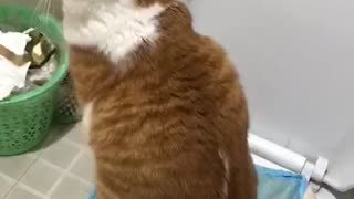 a cat can use toliet