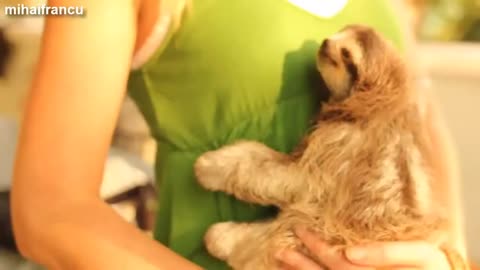 funny and cute sloth video