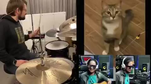 Funny Cat alaram Video