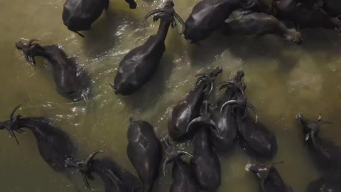 Asian Water Buffalos Taking a Bath in the Lake 1#