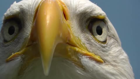 Bald Eagle Bird Birds of Prey Awesome Close Up video.