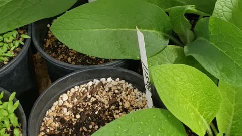 Greenhouse herb seedlings