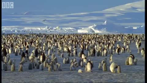 Emperor Penguins v Leopard Seal | Blue Planet | BBC Earth