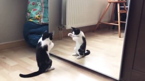 cat in front of mirror.