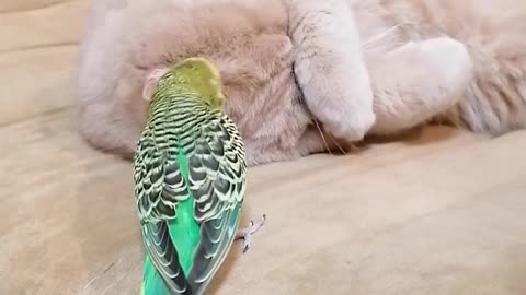 Lazy Cat Totally Ignores Overly Attached Parrot