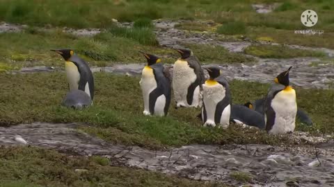 Penguins on earth