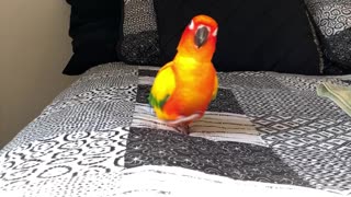 Parrot's feet make hilarious noises when he runs