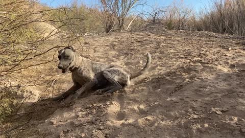 Beautiful Bella Rolls Around in the Dirt