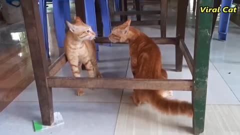 Viral cats fighting! soo unbelievable