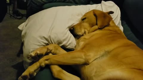 Waking up a doggo from a nightmare...the ending will melt your heart❤️