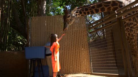 Feeding the Giraffes at the Zoo