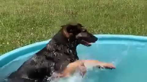 Funny Dog Swimming 😂