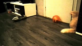 Cat vs. hamster