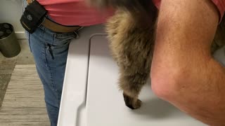 Cat "helps" repair man fix washing machine